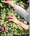 Frutas