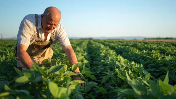 Trabajador rural en el campo