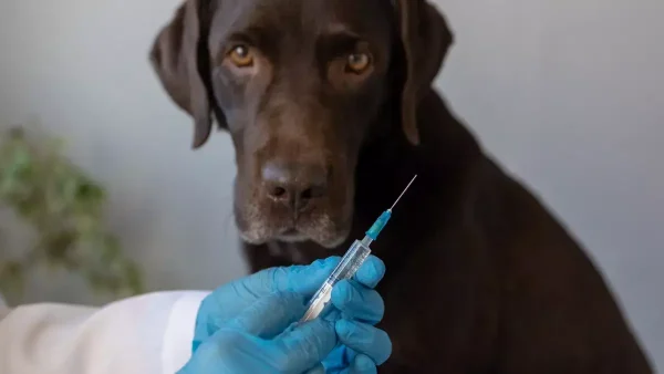 Perro por ser vacunado contra la rabia
