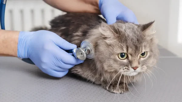 Gato en el veterinario