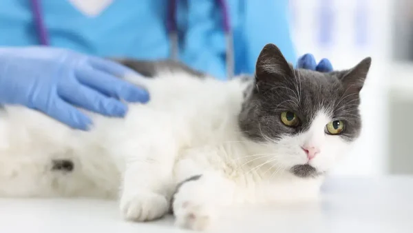 Veterinario atendiendo a un gato