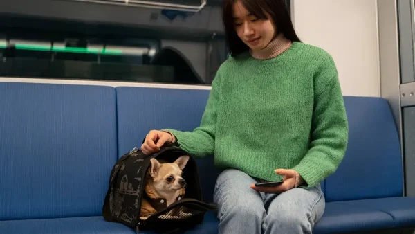 Perro en el tren