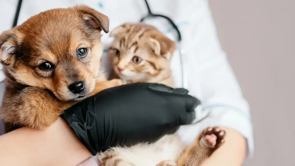 Veterinaria con perro y gato