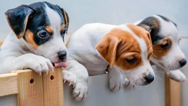 Grupo de perros