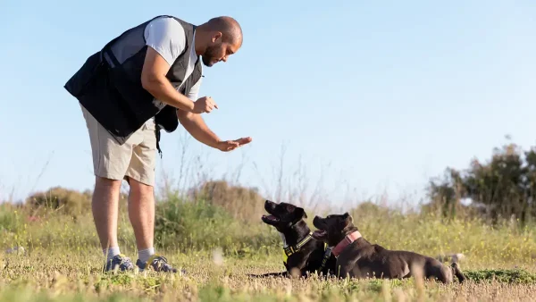 Adiestramiento canino